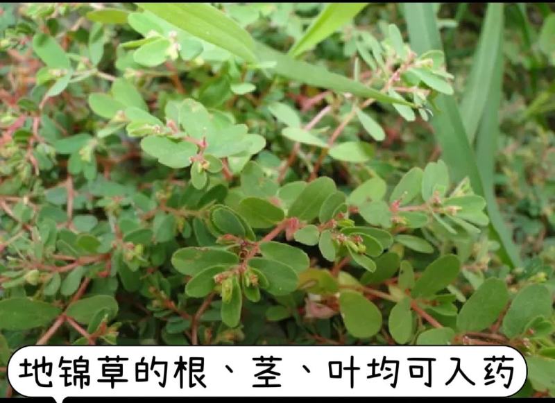野生地锦草奶浆草当季新品干货量大从优深山野生农家自采