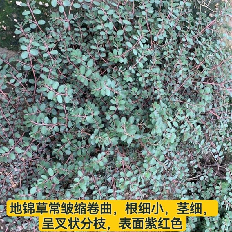 野生地锦草奶浆草当季新品干货量大从优深山野生农家自采