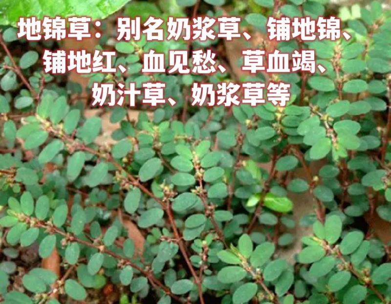 野生地锦草奶浆草当季新品干货量大从优深山野生农家自采