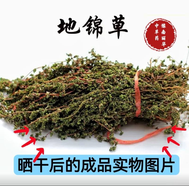 野生地锦草奶浆草当季新品干货量大从优深山野生农家自采