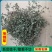野生地锦草奶浆草当季新品干货量大从优深山野生农家自采