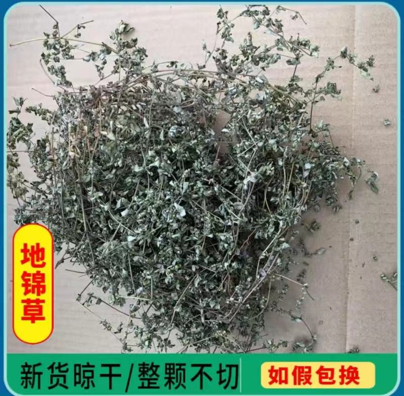 野生地锦草奶浆草当季新品干货量大从优深山野生农家自采