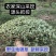 野生地锦草奶浆草当季新品干货量大从优深山野生农家自采