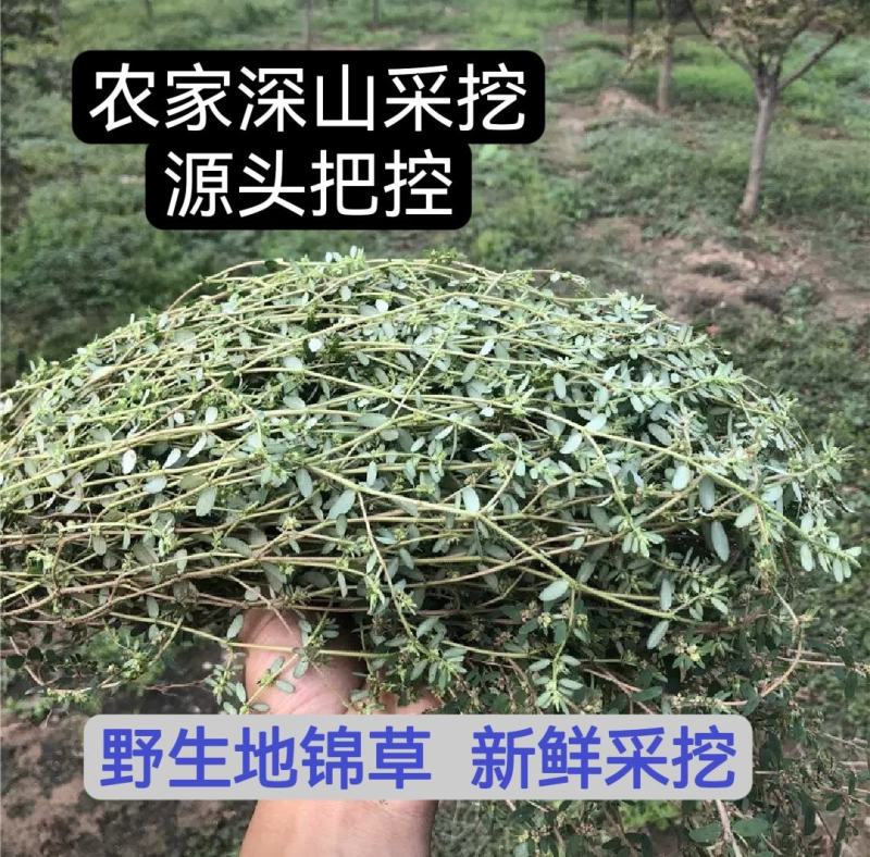 野生地锦草奶浆草当季新品干货量大从优深山野生农家自采