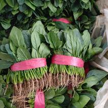 大叶菠菜20~25厘米，大量上市走超市。走市场。