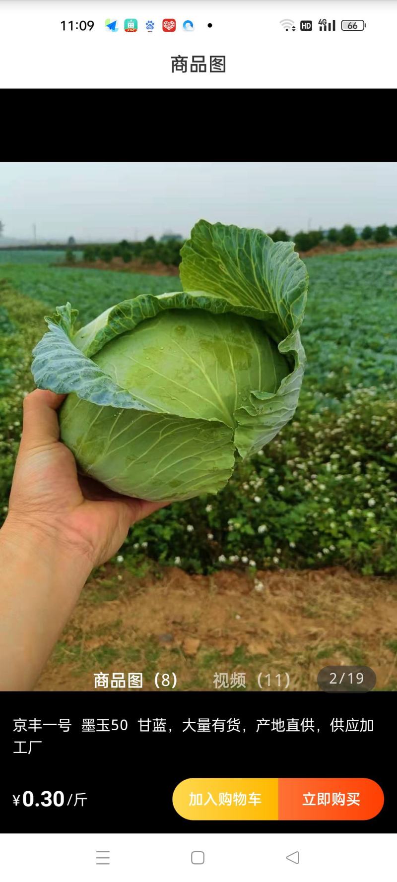 万亩京丰一号