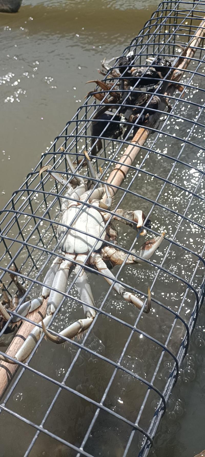 这里是河北唐山丰南区，吃螃蟹终于可以自由啦。
