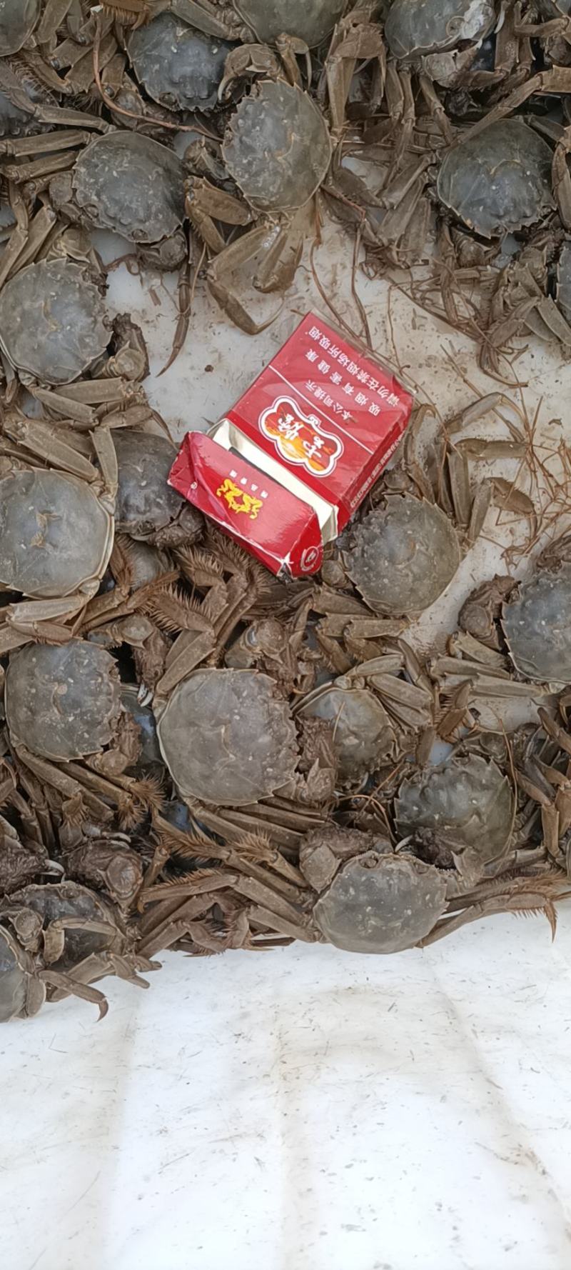 这里是河北唐山丰南区，吃螃蟹终于可以自由啦。