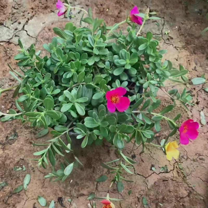 太阳花，耐旱，植物基地批发质量好