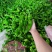 【辣椒】精品芜湖椒薄皮辣椒产地现摘现发品质保证