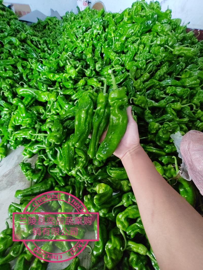 【辣椒】精品芜湖椒薄皮辣椒产地现摘现发品质保证