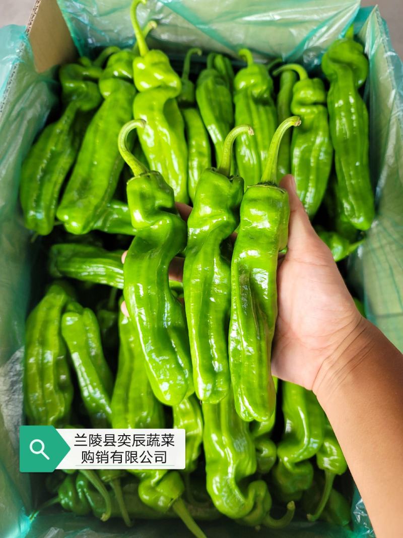 【辣椒】精品芜湖椒薄皮辣椒产地现摘现发品质保证