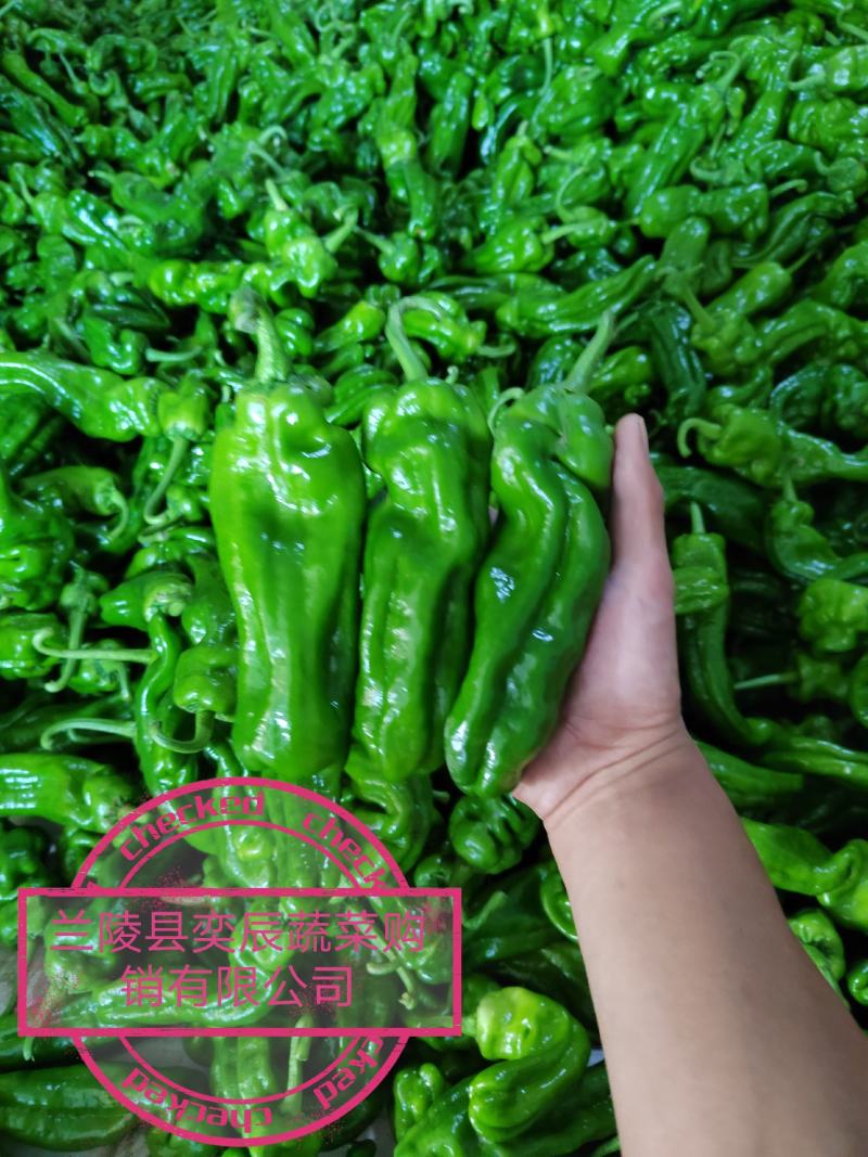 【辣椒】精品芜湖椒薄皮辣椒产地现摘现发品质保证