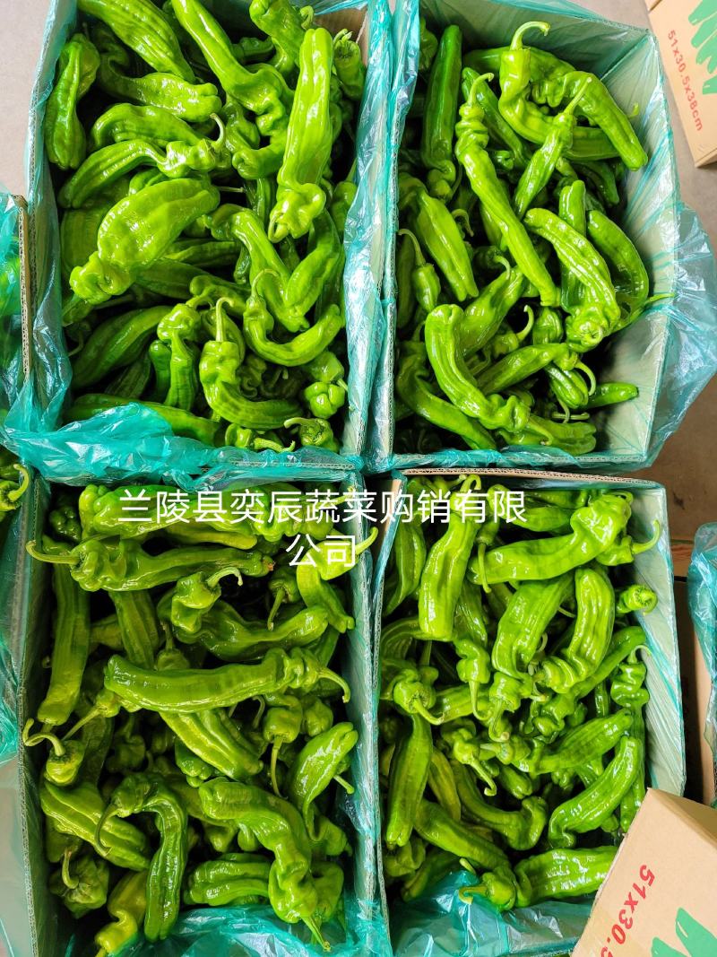 【辣椒】精品芜湖椒薄皮辣椒产地现摘现发品质保证