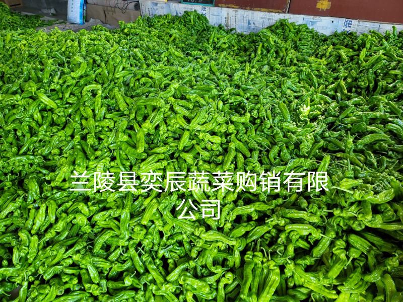 【辣椒】精品芜湖椒薄皮辣椒产地现摘现发品质保证