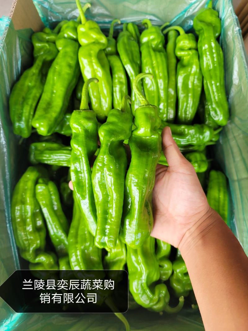 【辣椒】精品芜湖椒薄皮辣椒产地现摘现发品质保证