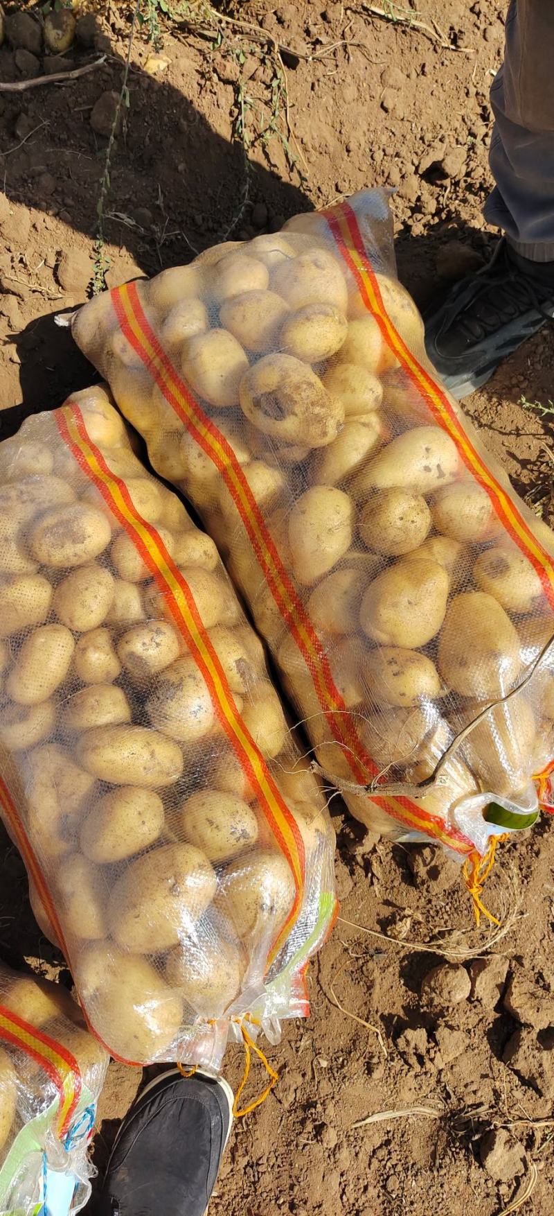 V7黄皮黄心土豆马铃薯洋芋大量供应通货2026新土豆