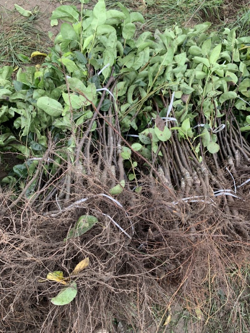 梨树果苗嫁接苗翠冠梨树丰水梨子树苗地栽当年结果梨树苗