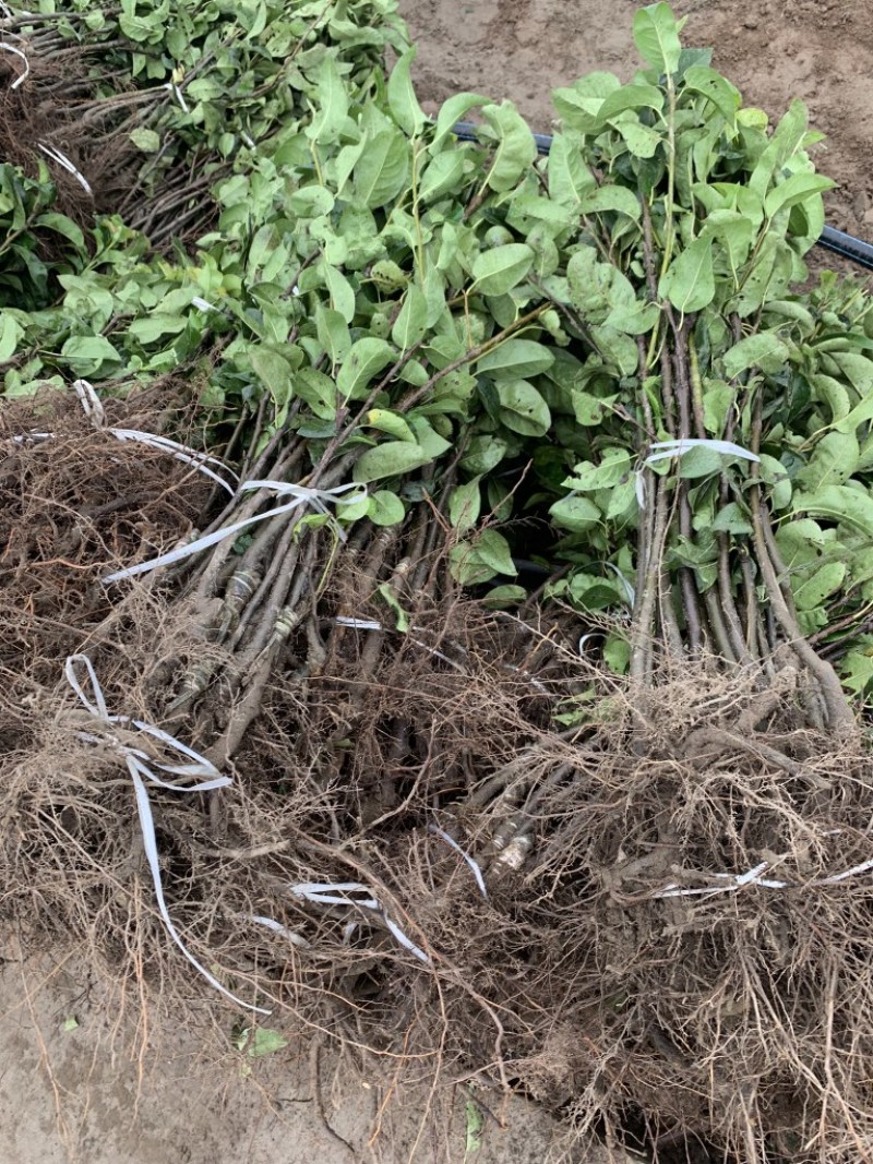 梨树果苗嫁接苗翠冠梨树丰水梨子树苗地栽当年结果梨树苗