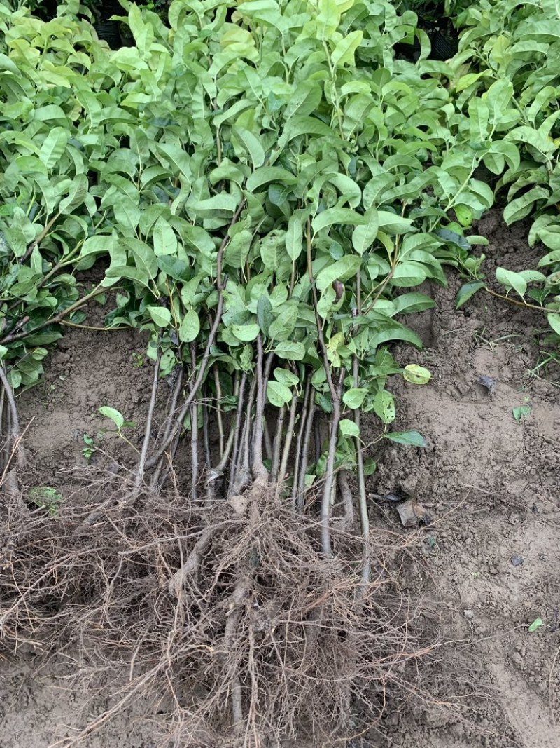 梨树果苗嫁接苗翠冠梨树丰水梨子树苗地栽当年结果梨树苗