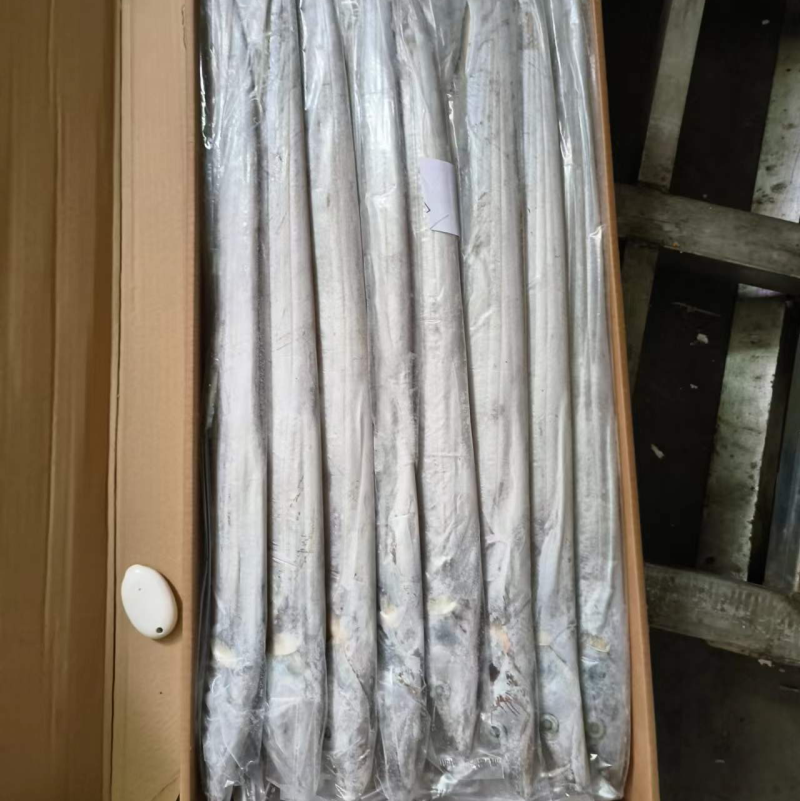 钓带带鱼条冻带鱼300/500带鱼大带鱼