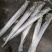 钓带带鱼条冻带鱼300/500带鱼大带鱼