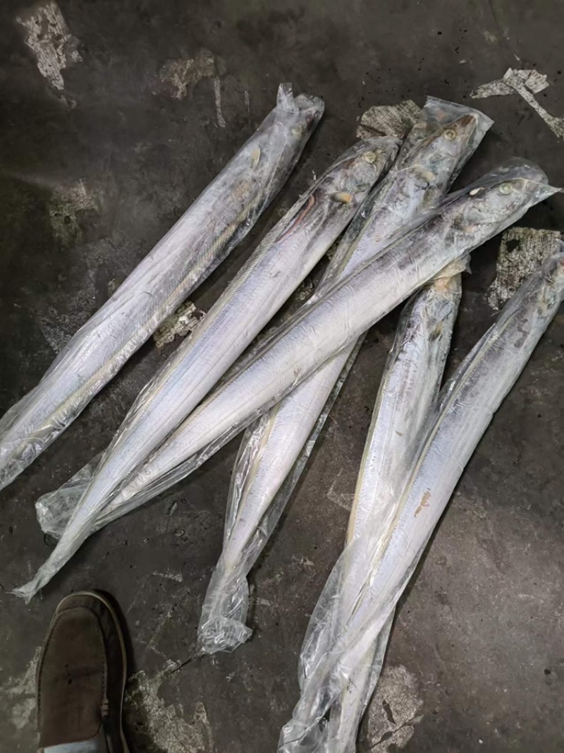 钓带带鱼条冻带鱼300/500带鱼大带鱼