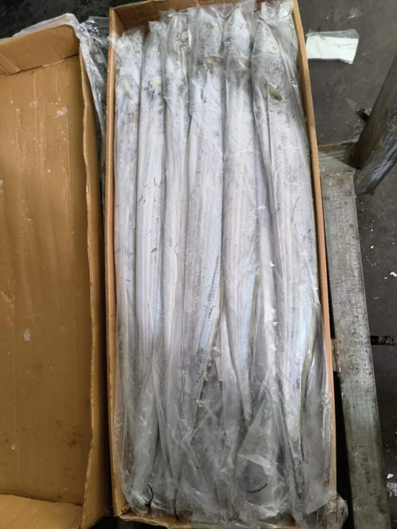 钓带带鱼条冻带鱼300/500带鱼大带鱼