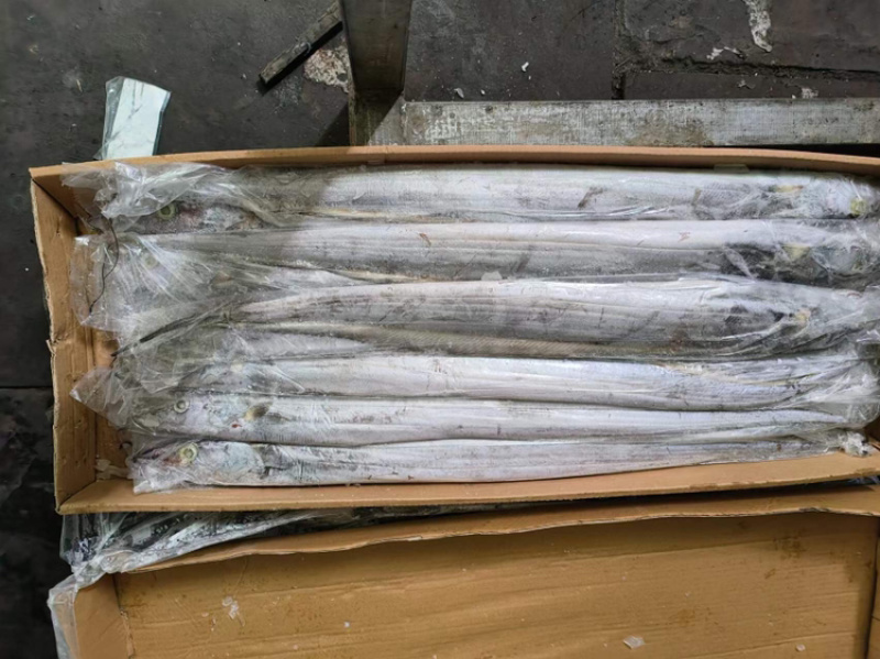 钓带带鱼条冻带鱼300/500带鱼大带鱼