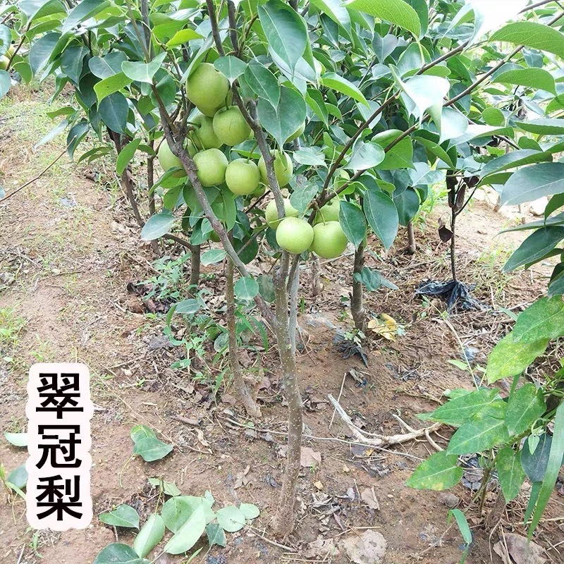 梨树果苗嫁接苗翠冠梨树丰水梨子树苗地栽当年结果梨树苗