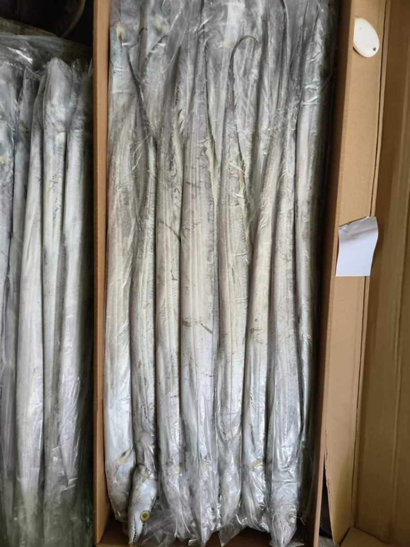 钓带带鱼条冻带鱼300/500带鱼大带鱼