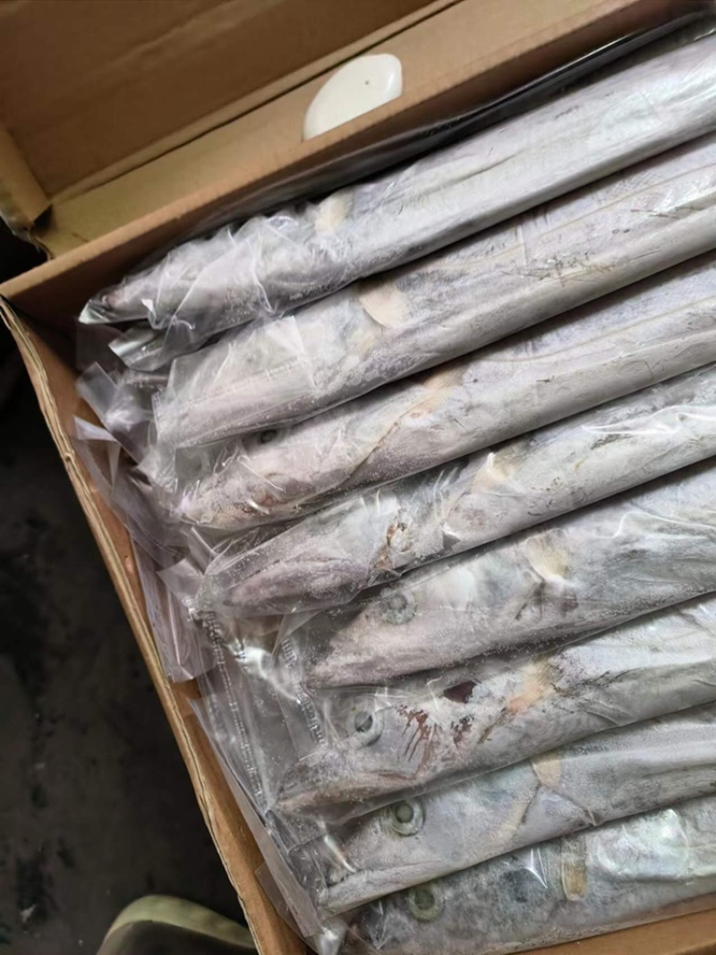 钓带带鱼条冻带鱼300/500带鱼大带鱼
