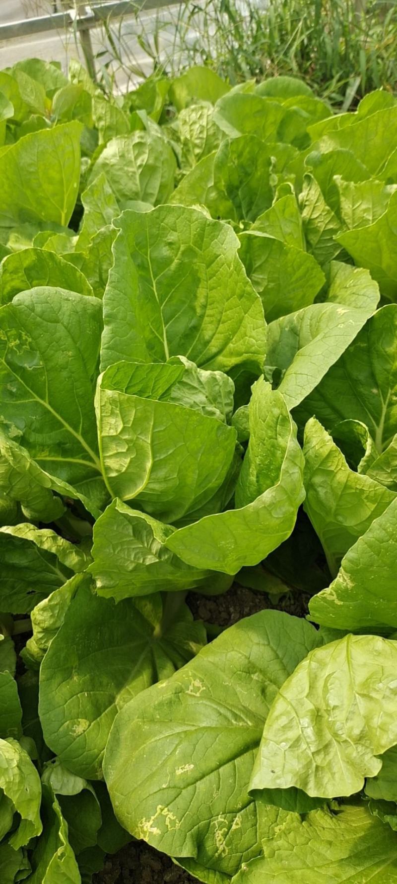 青菜白菜
