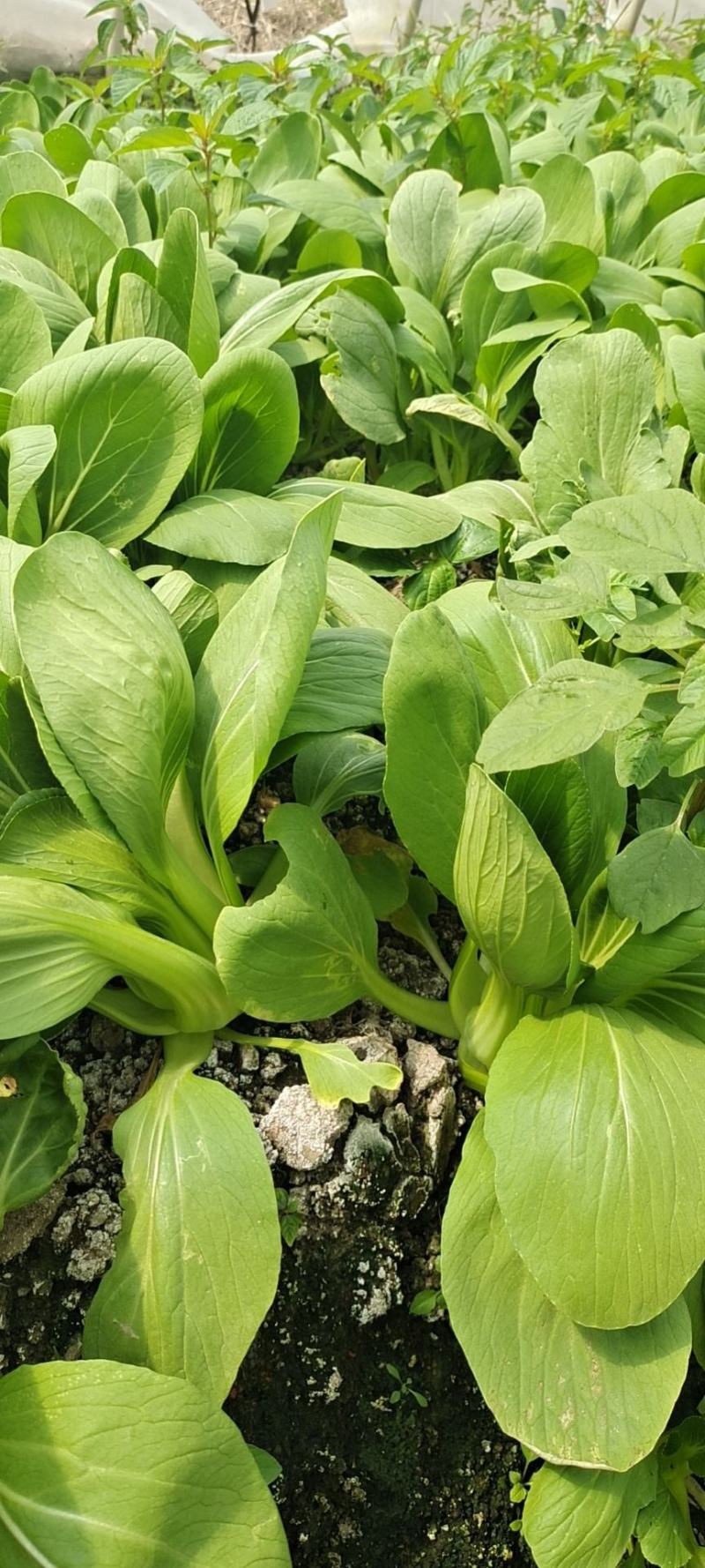 青菜白菜