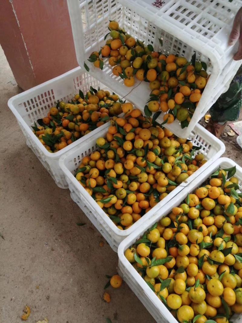 广西桂林棉桔（蜜广）臭皮柑。优质水果。主产地直发，