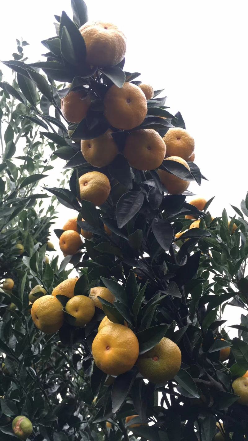 广西桂林棉桔（蜜广）臭皮柑。优质水果。主产地直发，