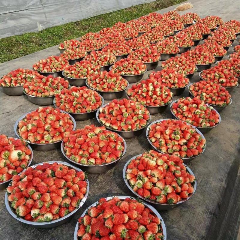红颜草莓基地批发