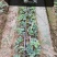 红颜草莓基地批发