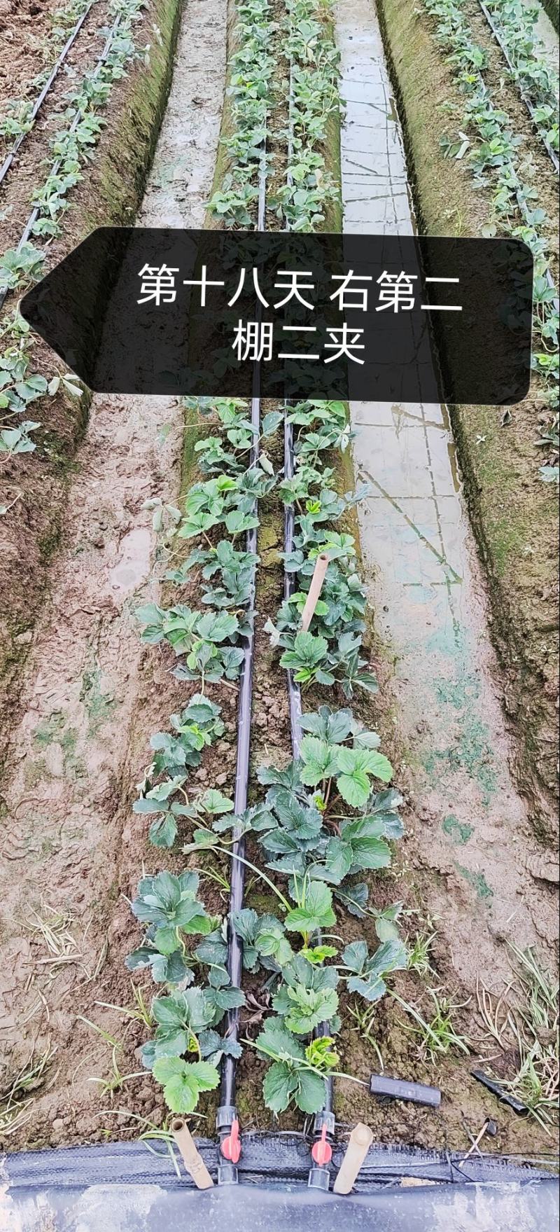 红颜草莓基地批发