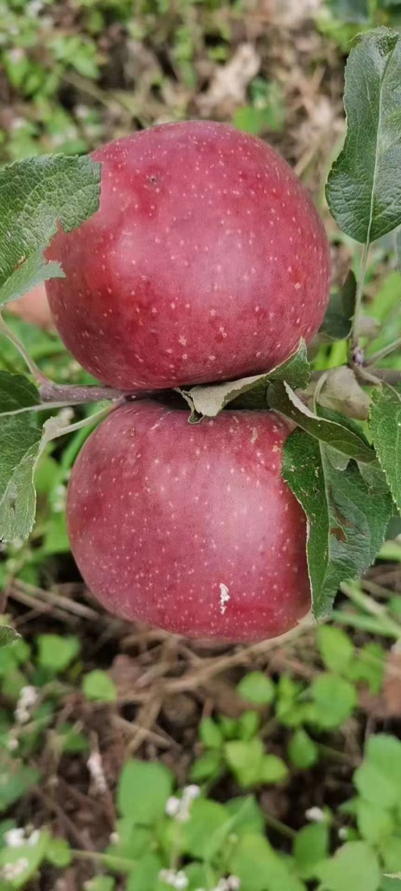 盐源县华硕苹果