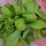 大叶茼蒿种植基地，欢迎洽谈