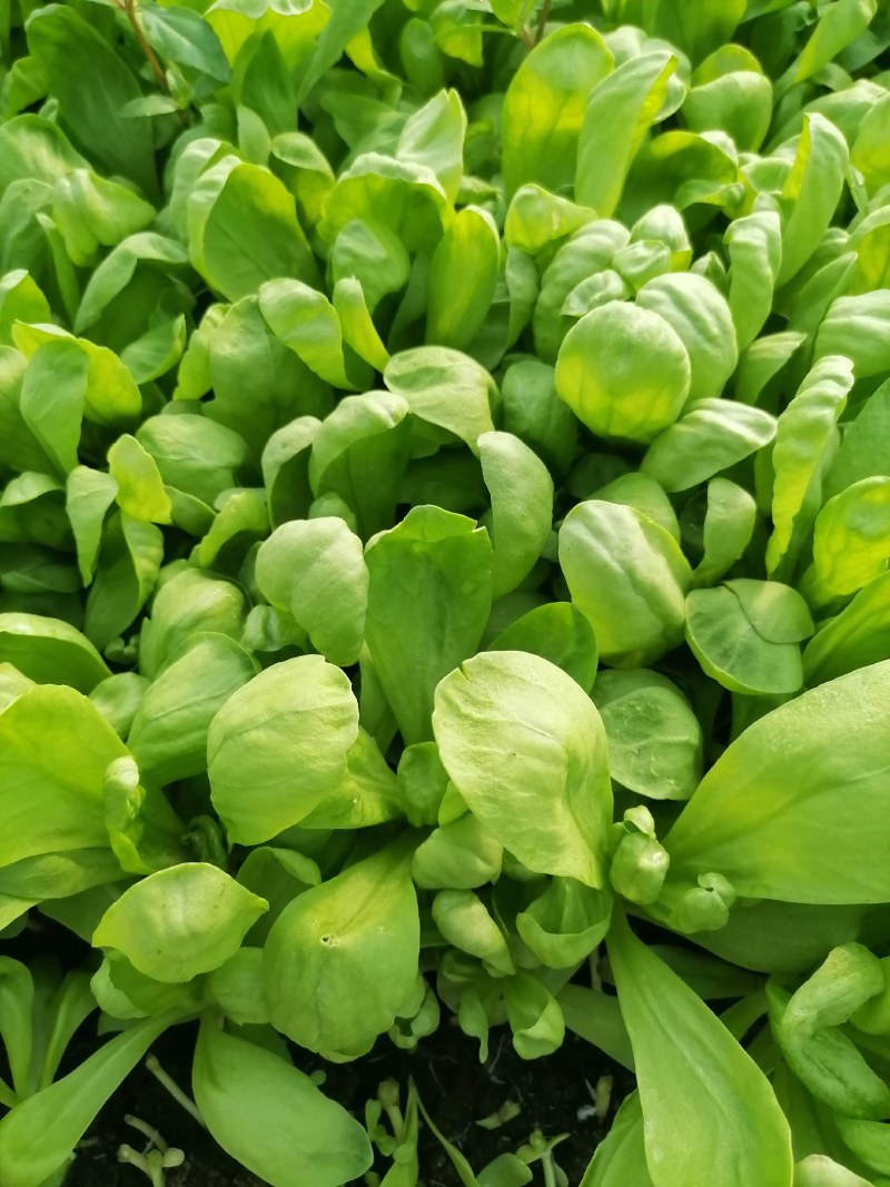 大叶茼蒿种植基地，欢迎洽谈