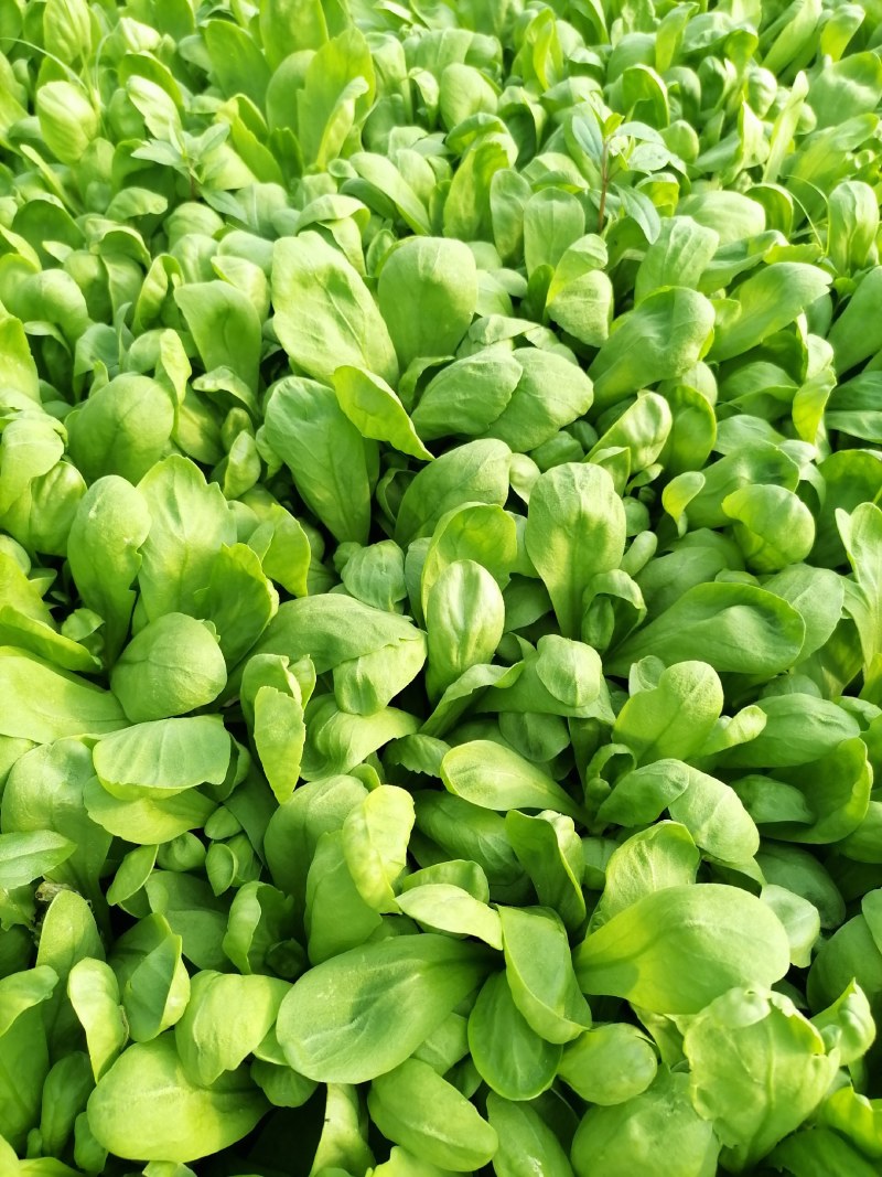 大叶茼蒿种植基地，欢迎洽谈