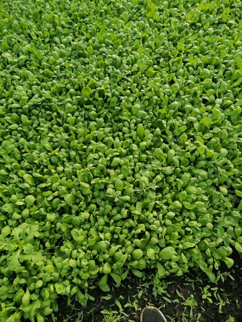 大叶茼蒿种植基地，欢迎洽谈