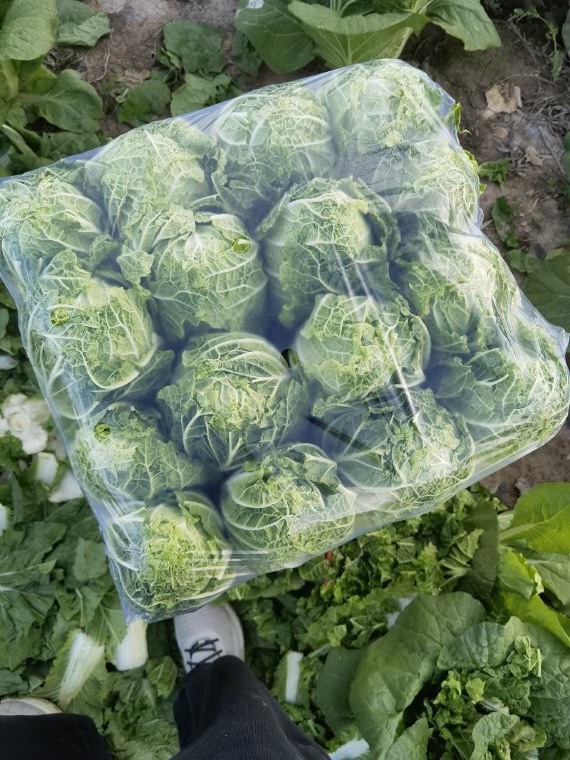 【推荐】娃娃菜，酒泉，大量上市，价格低，质量高欢迎合作