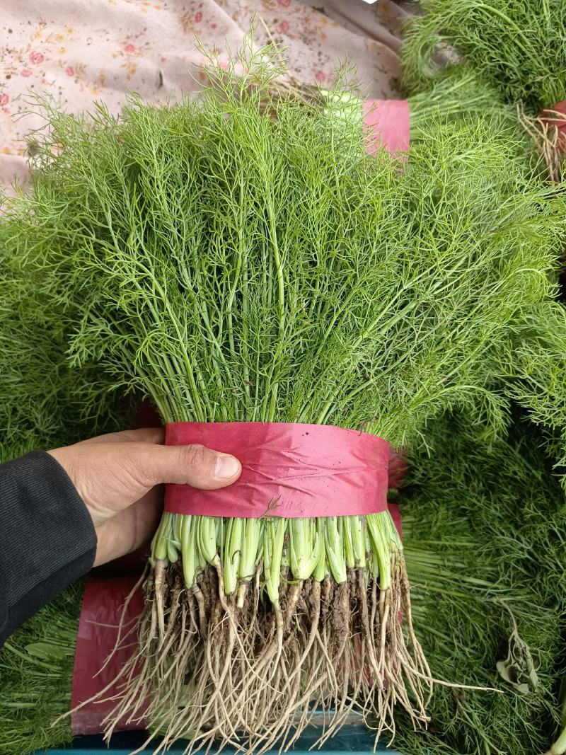 我是河北省邯郸市永年区茴香苗市场，大量有货，需要联系我