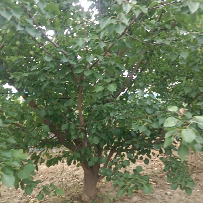 山东丛生杏树山杏树占地绿化工程苗8~20公分规格齐全