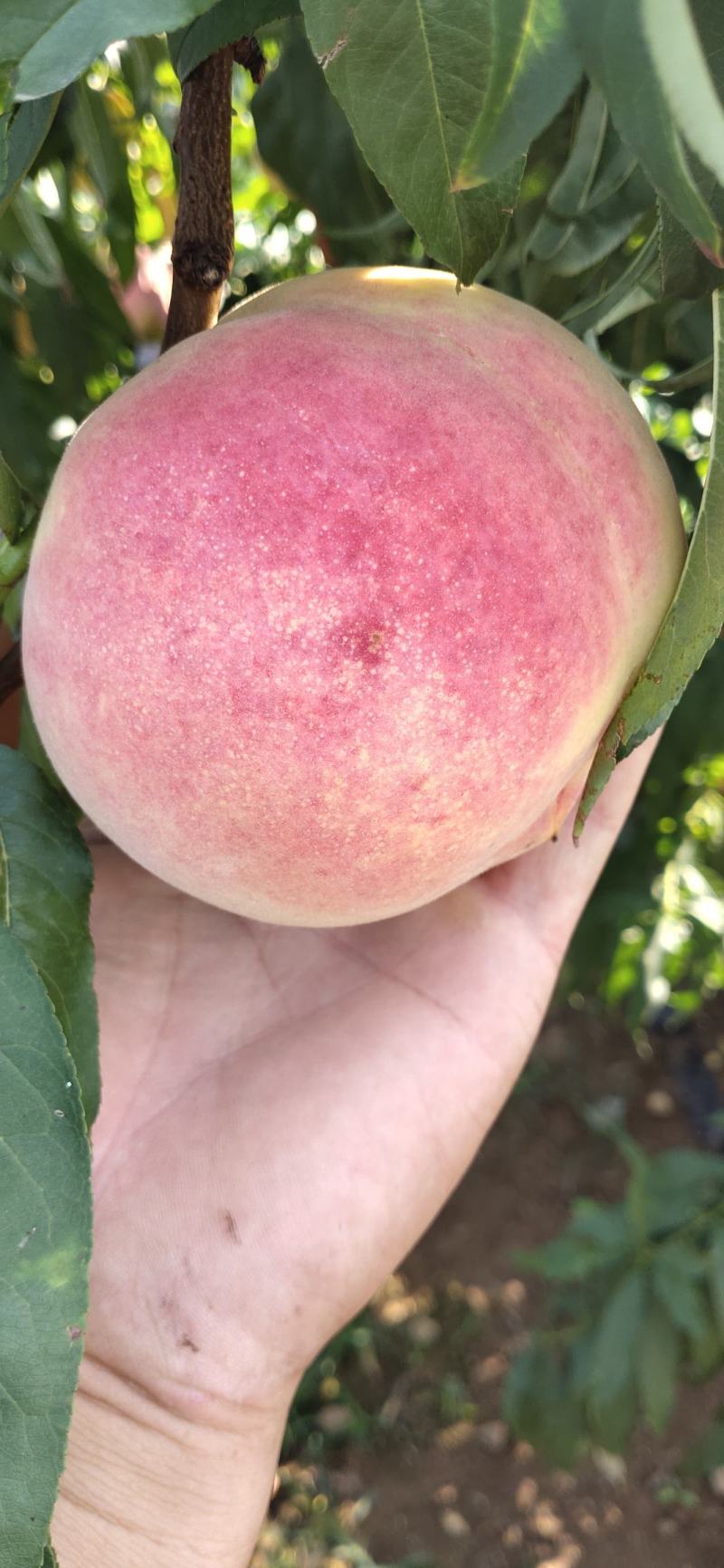 金秋红蜜