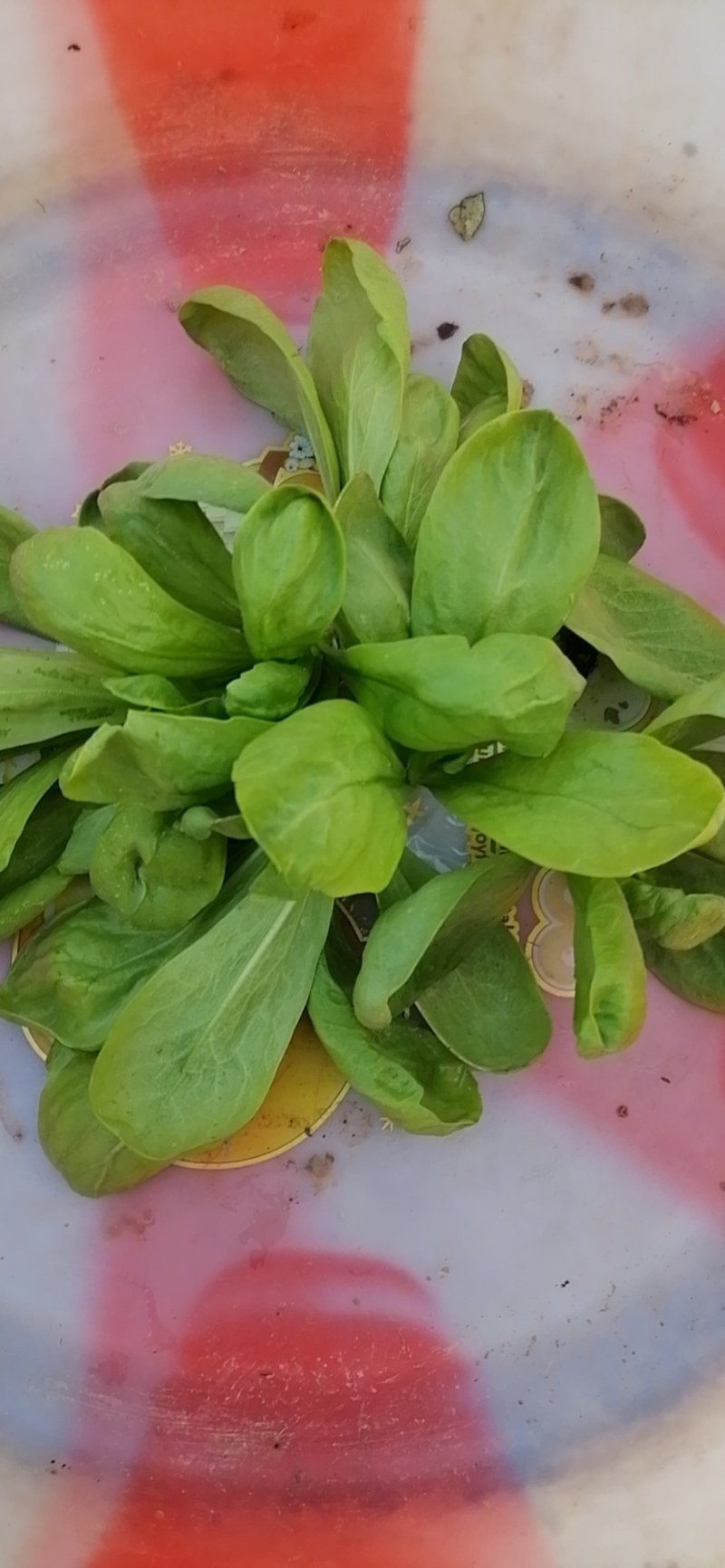 大叶茼蒿种植基地，欢迎洽谈