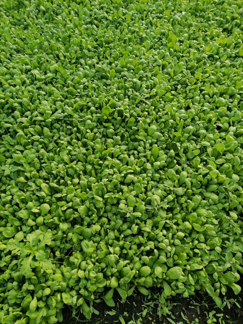 大叶茼蒿种植基地，欢迎洽谈